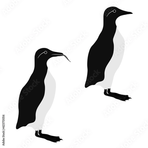 Fototapeta Set of common murre guillemot bird. Uria aalge isolated on white background. Seabird auk or alcid is standing and eating fish. Vector illustration.