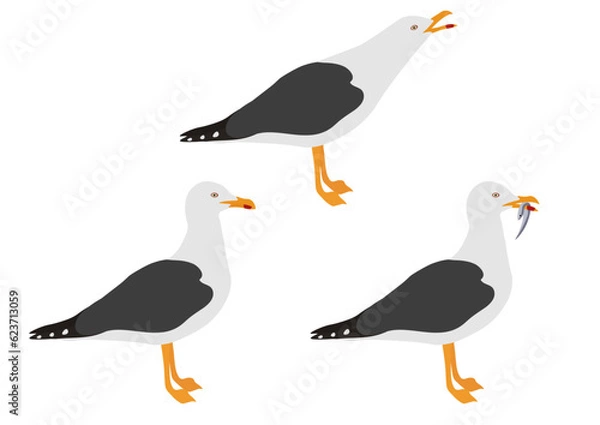 Fototapeta Set of yellow-legged gull bird. Larus michahellis isolated on white background. Seabird is standing and eating fish. Vector illustration.