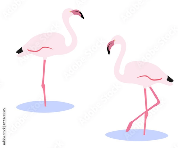 Fototapeta Set of greater flamingo bird. Phoenicopterus roseus isolated on white background. Pink bird standing and walking in the water. Vector illustration.