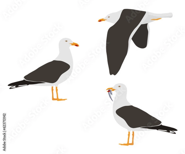 Fototapeta Set of lesser black-backed gull bird. Larus fuscus isolated on white background. Seabird is flying, standing and eating fish. Vector illustration.