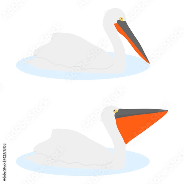 Fototapeta Set of Dalmatian pelican bird. Pelecanus crispus isolated on white background. Water bird floats on the water. Vector illustration.