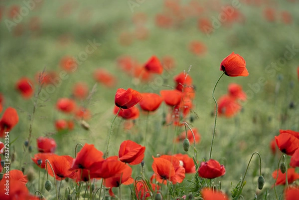Fototapeta Mohnblumen