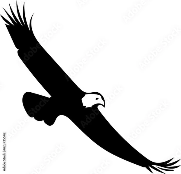 Obraz eagle in flight