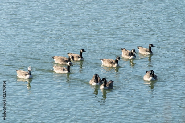 Fototapeta Groupe de bernache du Canada sur le plan d'eau de la Glaisière de Nesles