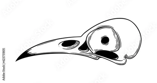 Fototapeta Crow skull sketch side view. Halloween skull for spooky designs. Vector illustration isolated in white background