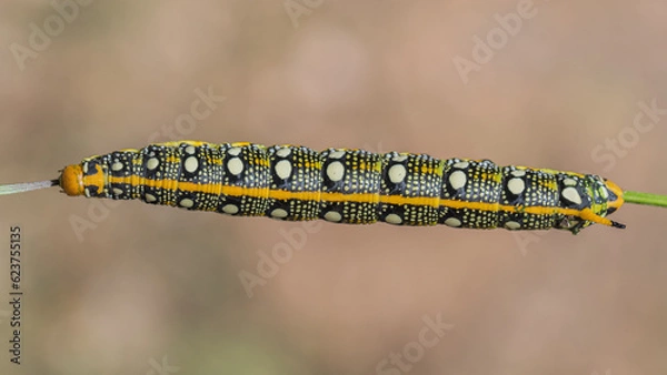 Obraz Oruga de polilla, de color amarillo y negro con puntos blancos
