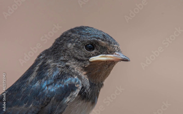 Obraz Retrato de cara de una golondrina