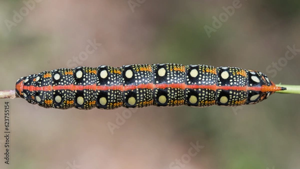 Obraz Oruga de polilla, de color rojo y negro con puntos blancos