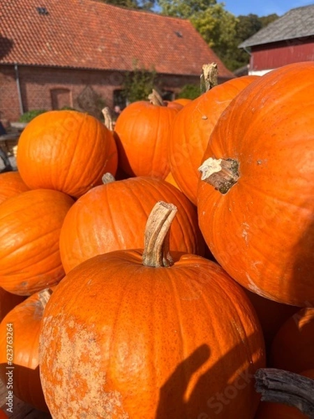 Obraz Pumpkin season