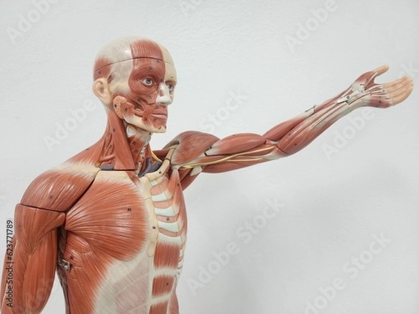 Obraz human muscular anatomy model