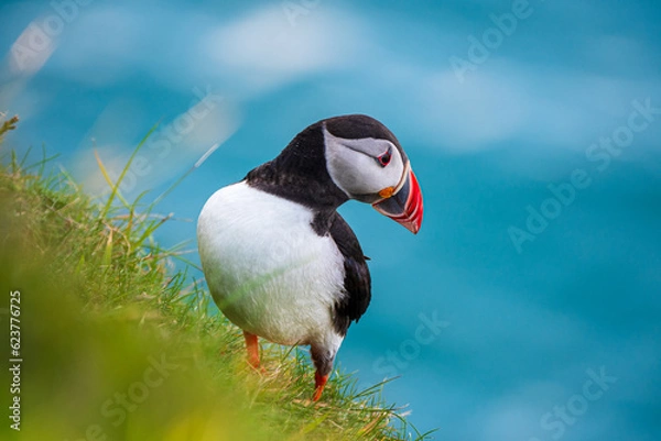 Fototapeta Papageientaucher