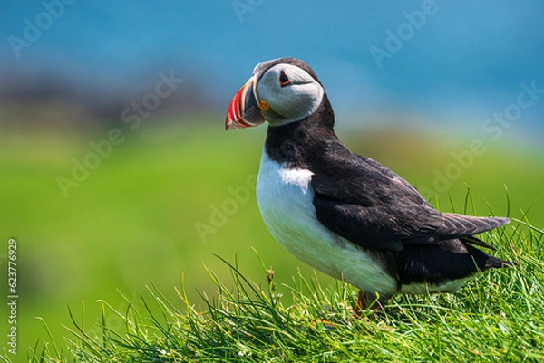 Fototapeta Papageientaucher