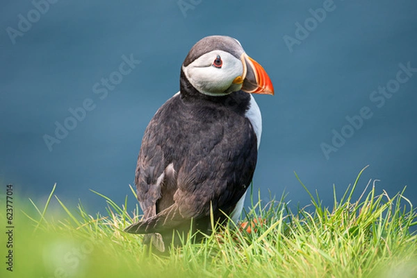 Fototapeta Papageientaucher