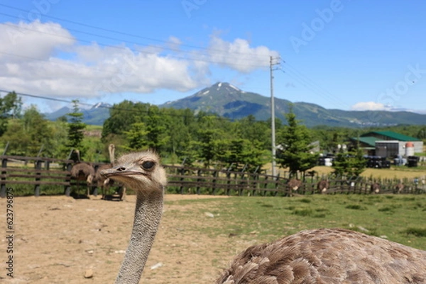 Fototapeta ニセコ ダチョウ牧場とニセコアンヌプリ