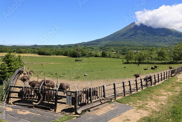 Fototapeta ニセコ ダチョウ牧場と羊蹄山