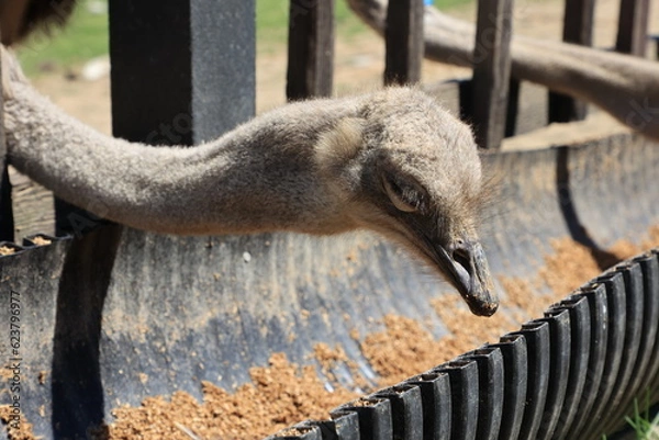 Fototapeta ニセコ ダチョウ牧場