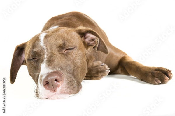 Obraz Sleeping Dog Isolated on White