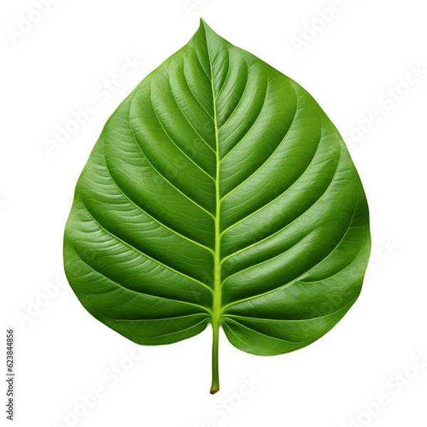Obraz Large green leaf. No background