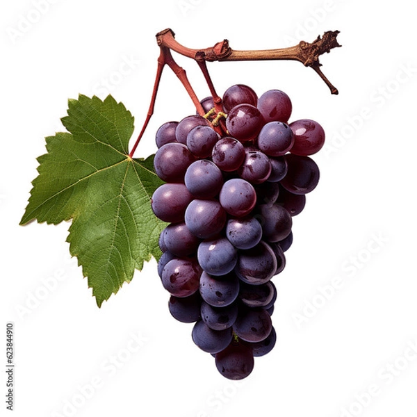 Fototapeta Ripe bunch of grapes on a branch with a leaf. No background