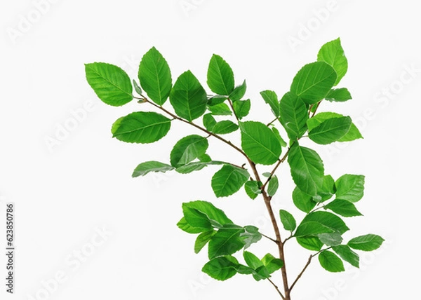 Fototapeta Organic Botanical Delight: Leafy Green Branch on White Background, Natural Foliage in Isolation