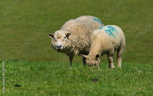 Fototapeta Eating Together