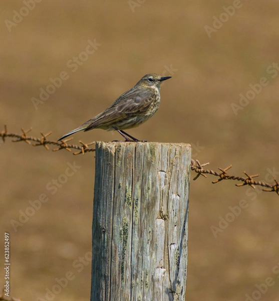 Fototapeta Thrush Perched