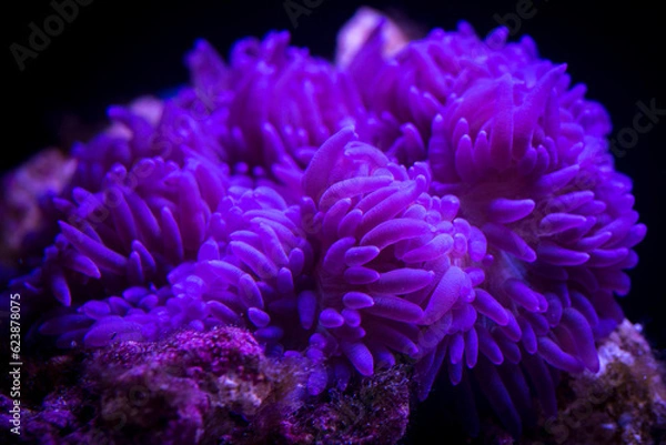 Fototapeta Purple Sebae Anemone - Heteractis crispa in underwater