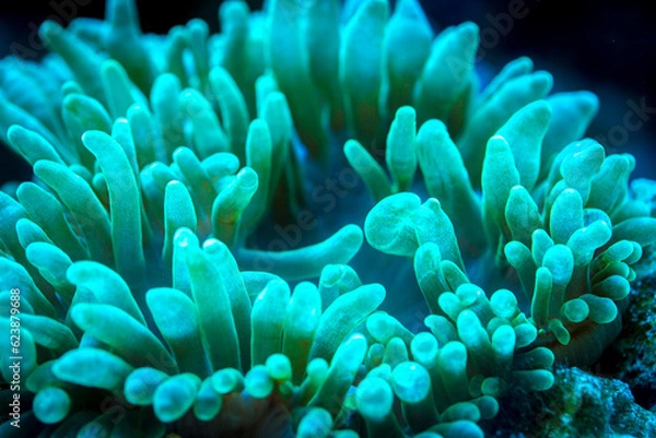 Fototapeta green bubble-tip anemone in underwater