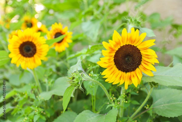 Fototapeta Vibrant sunflowers and other blossoming flowers symbolize joy, optimism, and the arrival of happiness in the rejuvenating season of spring
