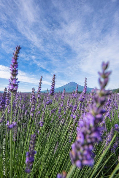 Obraz 富士山とラベンダー畑