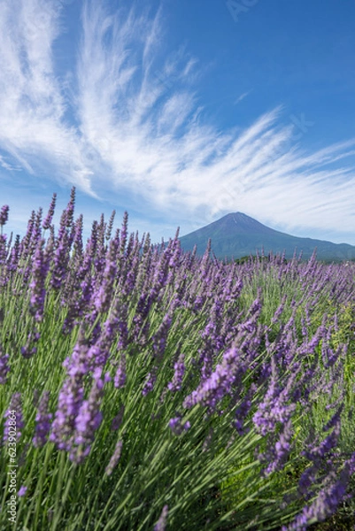 Obraz 富士山とラベンダー畑
