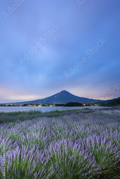 Obraz 夜明け前の富士山とラベンダー畑（河口湖）