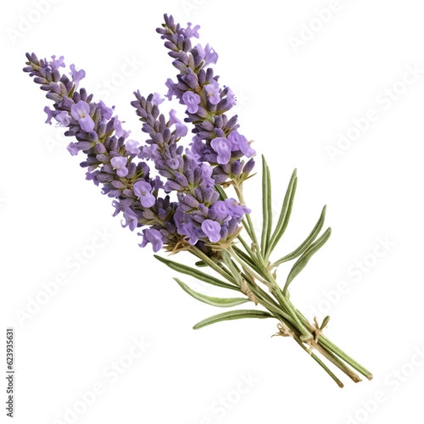 Fototapeta Lavender flower . isolated object, transparent background