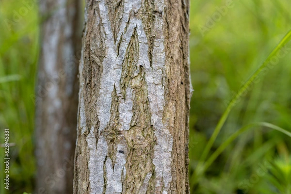Fototapeta Tree lines in the park