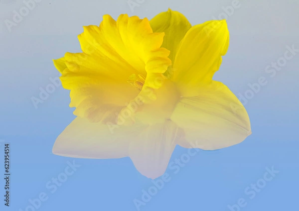 Obraz A single Daffodil in blue sky
