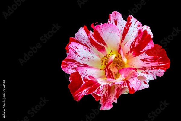 Fototapeta A red and white Ranunculus photographed from above