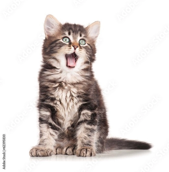 Obraz Ziewający kotek