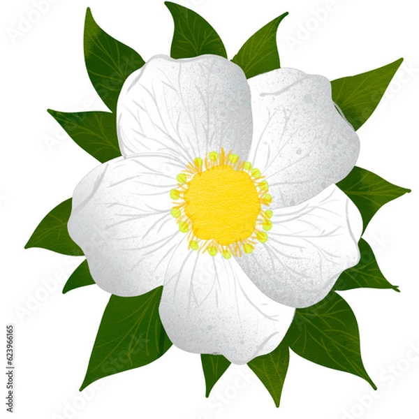 Obraz white and yellow flower