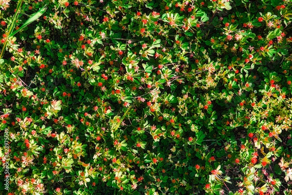 Fototapeta 赤い小さな花を咲かせている植物の群生