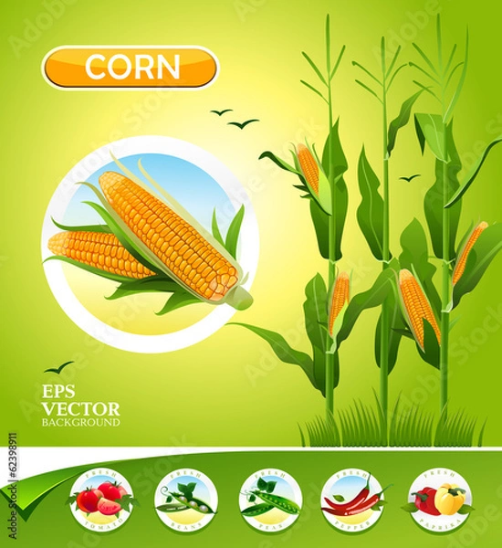 Obraz Vector vegetables. Corn