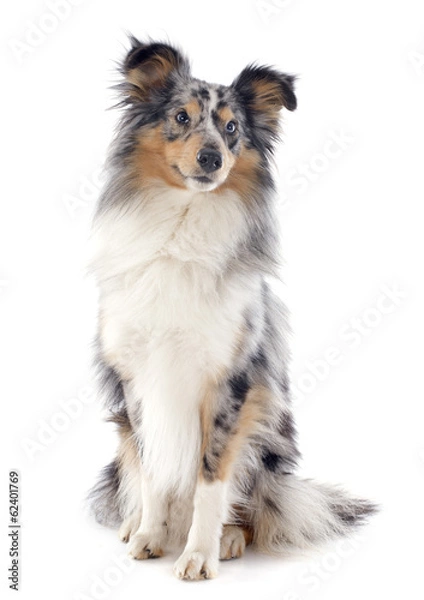 Obraz shetland dog