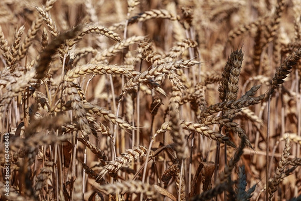 Fototapeta Detail with wheat in wheat field in summer.