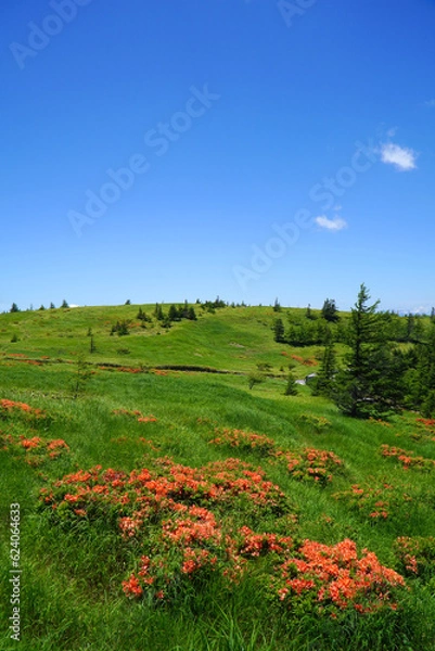 Fototapeta 美ヶ原高原に咲くレンゲツツジ