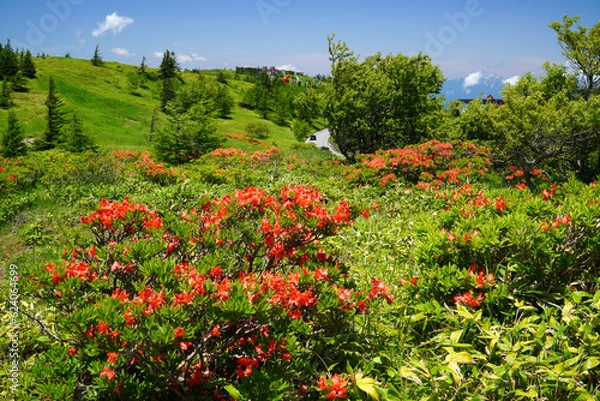 Obraz 美ヶ原高原に咲くレンゲツツジ