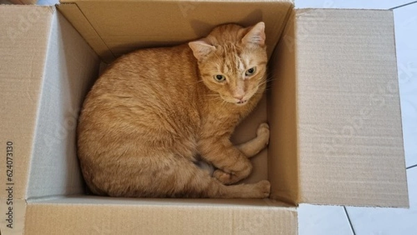 Fototapeta Red cat in box