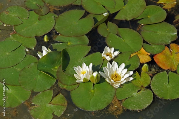 Fototapeta weiße Seerose