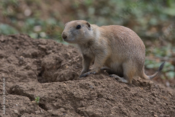Obraz Black-tailed prairie dog