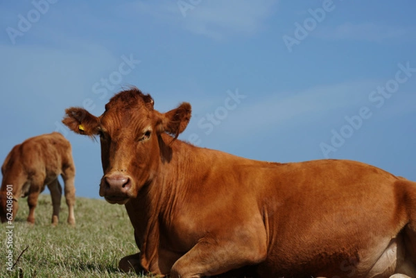 Obraz Red beef cattle, Angus cow in South Devon pasture, near Gara Rock, UK
