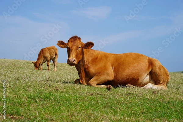 Obraz Red beef cattle, Angus cow in South Devon pasture, near Gara Rock, UK