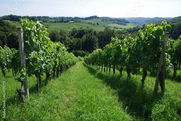 Obraz Weinanbau Steiermark Österreich